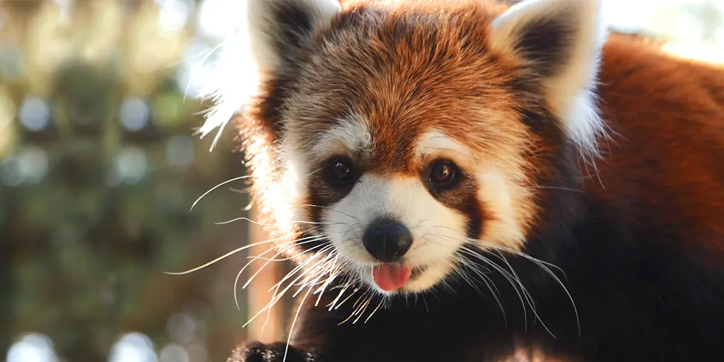 Buin Zoo